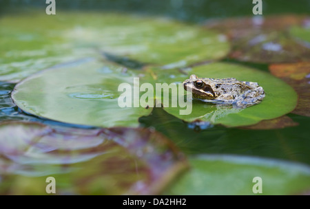 Rana temporaria. Gemeinsame Frosch saß auf Lily Pads in einem Gartenteich Stockfoto