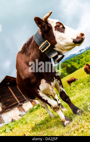 Kuh, Bauernhof Tier in den französischen Alpen, Abondance Rennen Kuh, savy, Beaufort Sur Doron Stockfoto