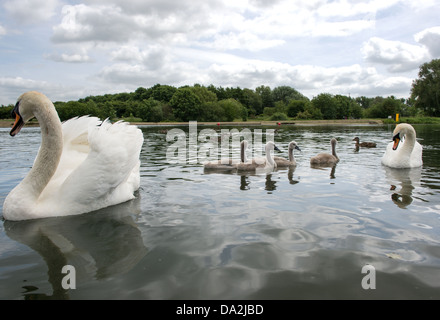 Beide Elternteile Schwäne und ihre Brut von vier Cygnets auf dem Wasser Stockfoto