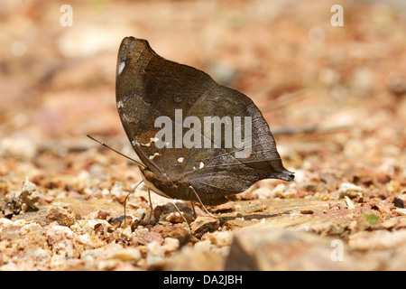 Doleschallia Bisaltide, allgemein bekannt als das Herbstblatt ist ein Nymphalid Schmetterling in Asien gefunden. Stockfoto