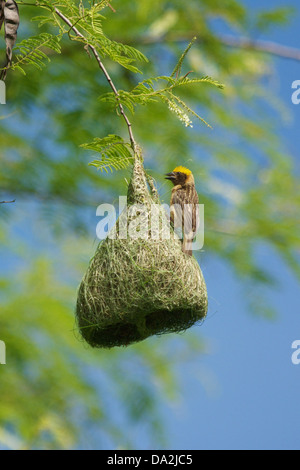 Die Baya Weaver (Ploceus Philippinus) ist ein Webervogel in ganz Süd- und Südostasien gefunden. Stockfoto