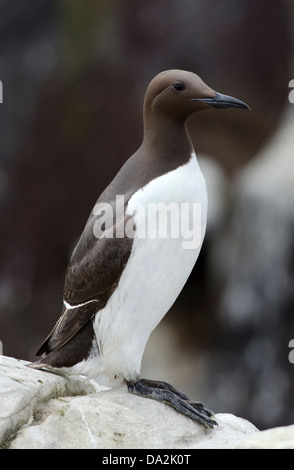 Guillemot, Uria Aalge, stehend auf Felsvorsprung, Nordsee Stockfoto