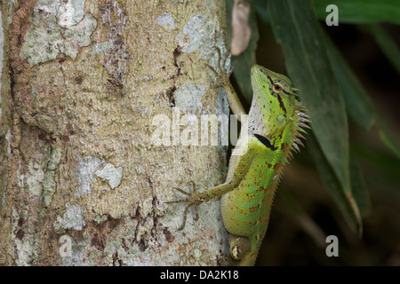 Emma Gray Forest Lizard (Calotes Emma), auch bekannt als der Wald Crested Eidechse, ist ein Agamen Eidechse gefunden in ganz Asien. Stockfoto