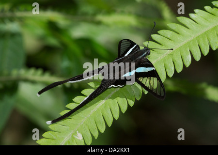 Die grüne Dragontail (Lamproptera Meges) ist eine Art von Schwalbenschwanz (Papilionidae Familie) Stockfoto