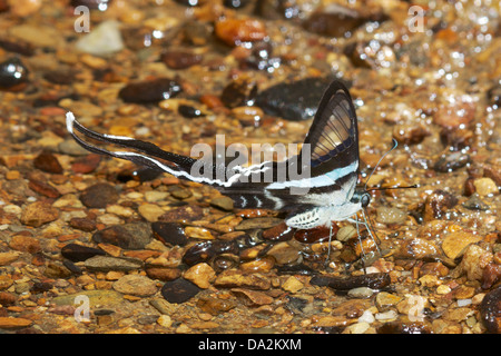 Die grüne Dragontail (Lamproptera Meges) ist eine Art von Schwalbenschwanz (Papilionidae Familie) Stockfoto