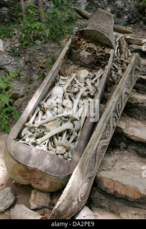 Alte geschnitzte hölzerne Sarg voller Schädel und Knochen in Toraja Cemetery in Kete Kesu Dorf, Tana Toraja, Sulawesi, Indonesien Stockfoto