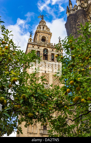 Blick auf die Giralda de Sevilla, von "Patio de Los Naranjos", Spanien. Stockfoto