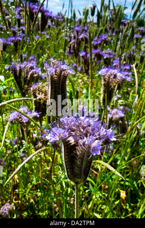 Blau blühende Ernte von Scorpion Unkraut Gründünger Phacelia tanacetifolia Stockfoto