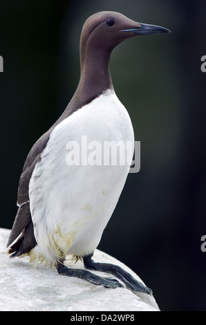 Guillemot, Uria Aalge, stehend auf Felsvorsprung, Nordsee Stockfoto