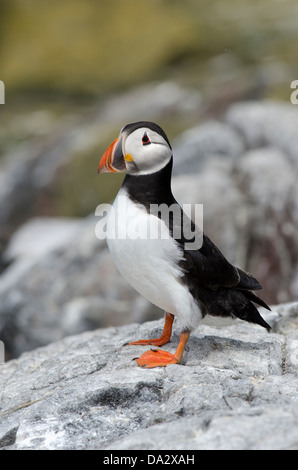 Papageitaucher Fratercula Arctica stehen auf Felsen Seacliff Nordsee Stockfoto