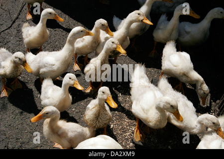 Gruppe von Hausenten, Russland Stockfoto