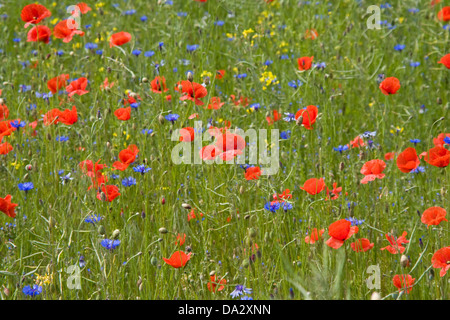 Wilder Mohn und Kornblumen auf einer Wiese Stockfoto