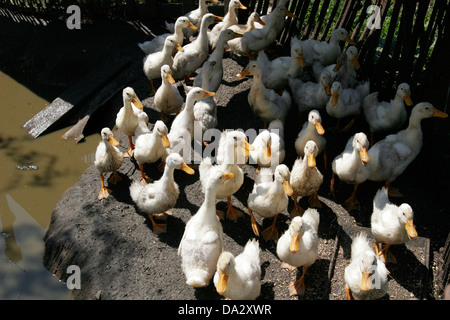 Gruppe von Hausenten, Russland Stockfoto