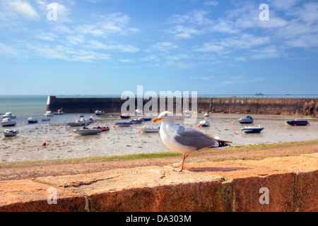 Möwe sitzt an der Pier am La Rocque, Grouville, Jersey, Großbritannien Stockfoto