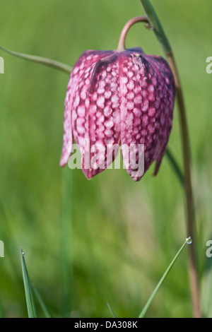 Schlangen Kopf, Schachbrettblume, Fritillaria Meleagris auf einer Wiese Stockfoto