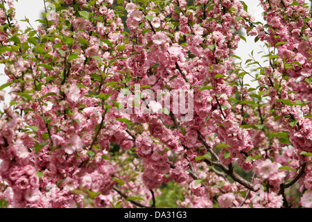 Rosa Blüten auf dem Obstbaum in voller Blüte, Peking, China Stockfoto