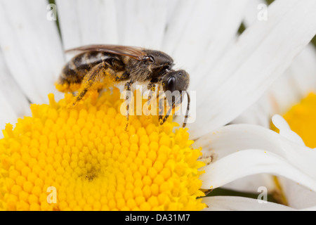 Eine einsame Biene sammelt Pollen von einer Ochsenauge-Gänseblümchen auf einer Hampshire-Blumenwiese, Großbritannien Stockfoto