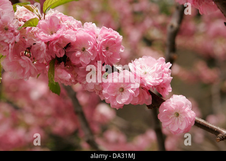 Rosa Blüten auf dem Obstbaum in voller Blüte, Peking, China Stockfoto