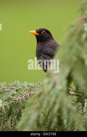 Ein schwarzer Vogel lugt hinter einem Nadelbaum-Baum in einem Hampshire Garten England Stockfoto