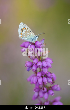 Ein gemeinsamen blauer Schmetterling ruht auf Bell Heather in Hampshire, England Stockfoto