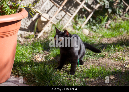 Kleine Katze in der Nähe von an große Topfpflanze Stockfoto