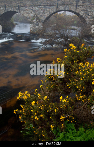 Ginster bush über hängt den Fluss in der Nähe von postbridge Klöppel in Dartmoor Devon Stockfoto