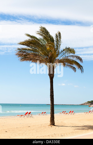 Einzige Palme mit unbesetzten Sonnenliegen am Strand. Stockfoto