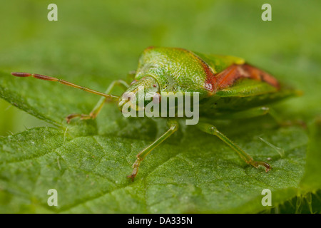 Ein Weißdorn Schild Bug ruht auf einem Blatt in ein Hampshire Garten England Stockfoto