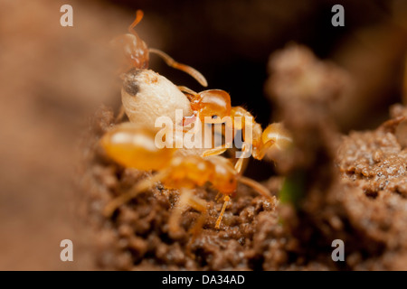 Wiese Ameisen mit Eiern Stockfoto