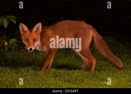 Red Fox Cub im Stadtgarten Stockfoto