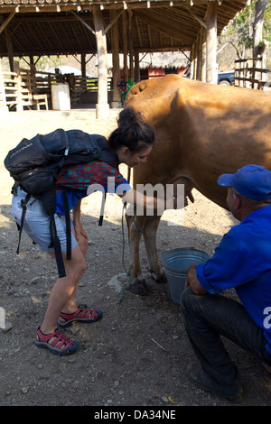 Melken einer Kuh bei El Aguacate Farm, Morgans Rock Hacienda & Ecolodge, Nicaragua Stockfoto