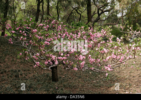 Rosa Blüten auf dem Obstbaum in voller Blüte, Peking, China Stockfoto