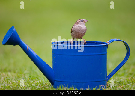 ein Haussperling sitzt auf einer blauen Gießkanne in Hampshire Garten Stockfoto