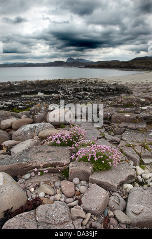 Felsen in Sparsamkeit abgedeckt und Flechten unter einem dramatischen Himmel auf der Küstenlinie von enard Bay, Sutherland, North West, Schottland, Großbritannien Stockfoto