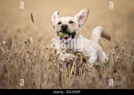 Barney durch Gerste Stockfoto