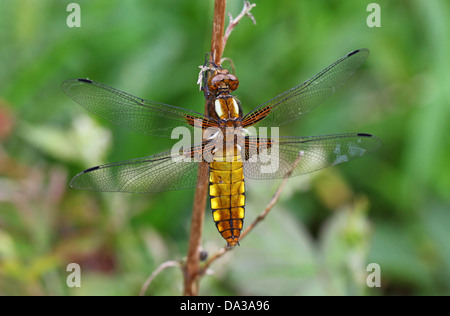 Nahaufnahme oder Makroaufnahme einer weiblichen Breitkörperdrachsenfliege (Libellula depressa), England, Großbritannien Stockfoto