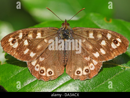 Eine Nahaufnahme oder Makro Aufnahme eines Schmetterlinges gesprenkelt Holz (Pararge Aegeria) Stockfoto