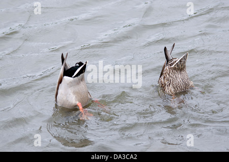 Zwei Enten kopfüber in einen Teich Stockfoto