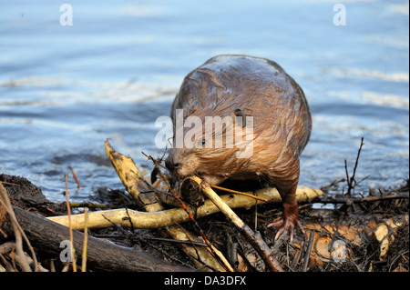 Ein Erwachsener Biber verwendet den Mund zur einen Stock auf dem undichten Damm. Stockfoto