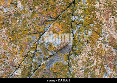 Orangen, gelben und grünen Flechten auf Granitfelsen, Schoonic Halbinsel, Maine Stockfoto