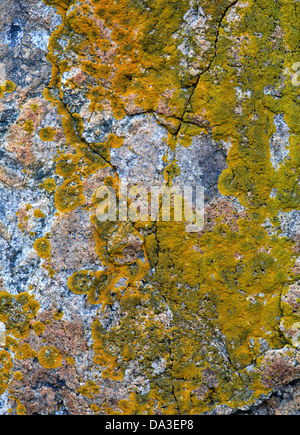 Orangen, gelben und grünen Flechten auf Granitfelsen, Schoonic Halbinsel, Maine Stockfoto