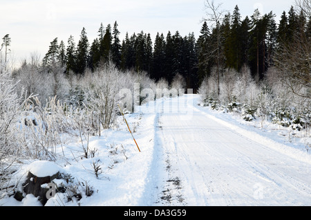 Verschneite Straße in den Wald Stockfoto