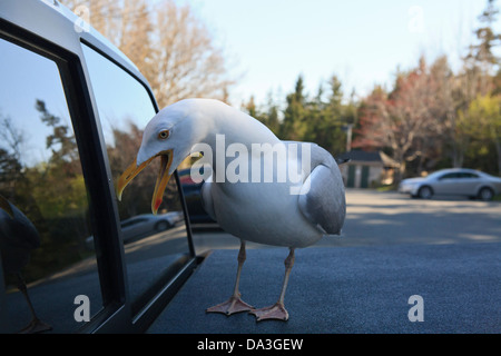 Silbermöwe (Larus Argentatus) Angriff auf seine Reflexion in einem LKW-Fenster. Stockfoto