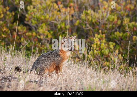 Vom Aussterben bedrohte Insel Fox - Urocyon Littoralis Santacruzae - Insel Santa Cruz, Channel Islands Nationalpark, Kalifornien Stockfoto