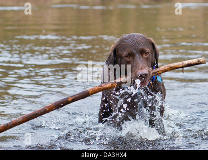 Labrador Abrufen von langen Stock im Wasser. Stockfoto