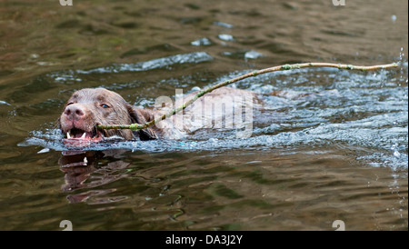 Labrador Abrufen von langen Stock in Flusses Wharfe bei Bolton Abbey, UK Stockfoto