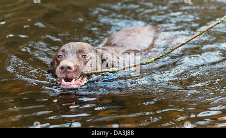 Labrador Abrufen von langen Stock in Flusses Wharfe bei Bolton Abbey, UK Stockfoto