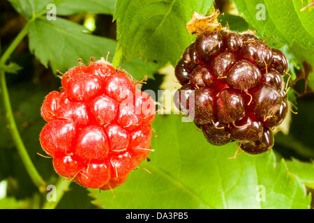 Reifung (rot) und Reifen (schwarz) Brombeeren auf einem Busch. Stockfoto