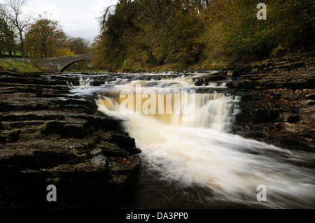 Stainforth Kraft auf dem Fluss Ribble im Herbst mit der alten Pack-Pferd-Brücke im Hintergrund. Stainforth, Yorkshire Dales Stockfoto