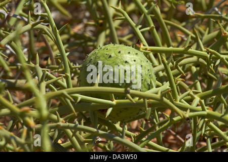 ! Nara-Melone (Acanthosicyos Horridus), Namib-Naukluft-Nationalpark, in der Nähe von Walvis Bay, Namibia, Afrika Stockfoto